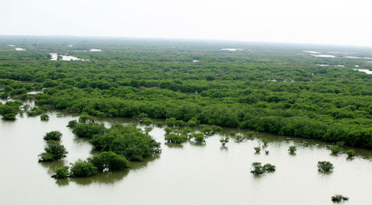 mangrove_ecosystems_in_shrimp_pond